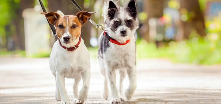 web adiestrador perros